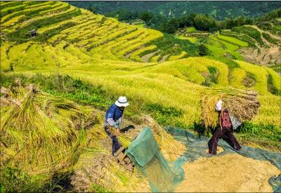 柘荣县宅中乡坑坪村 “硒锌”呵护 激发村级集体经济多样化发展